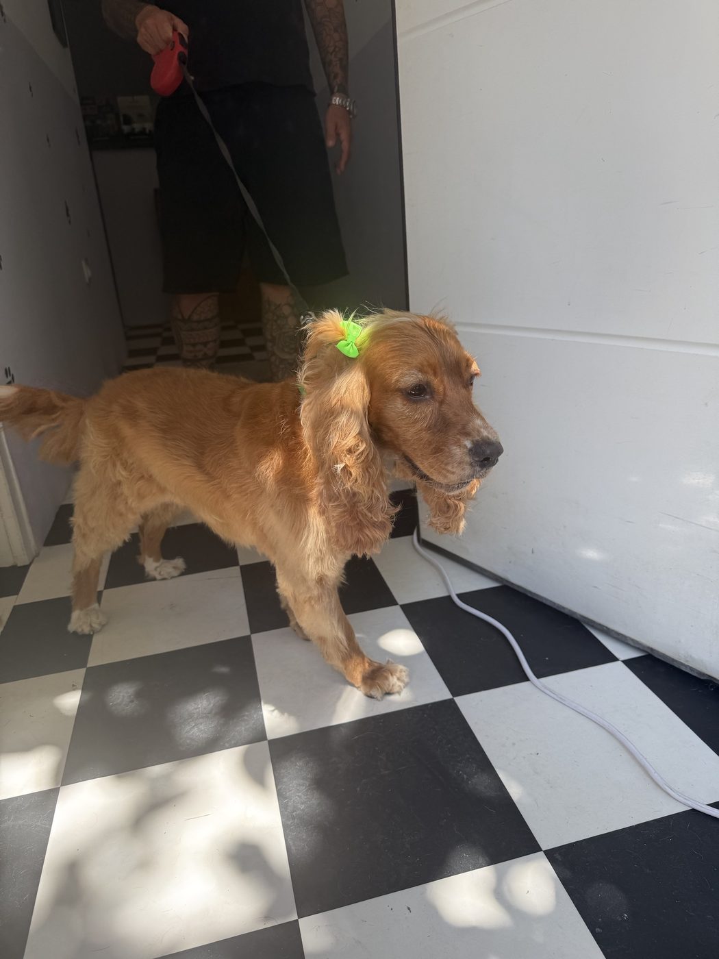 Cocker Spaniel grooming
