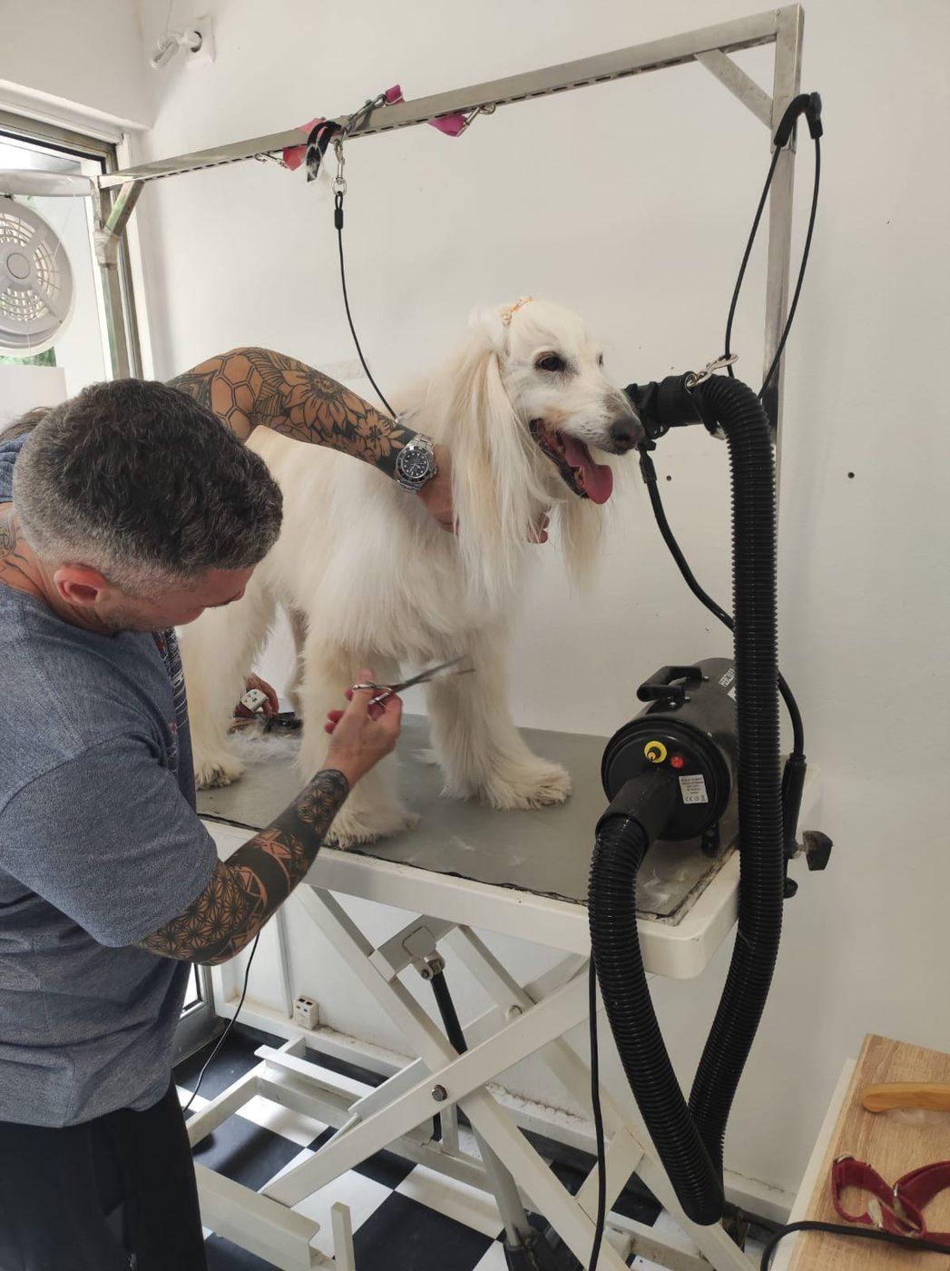 Επαγγελματικό grooming στο Wet Pet