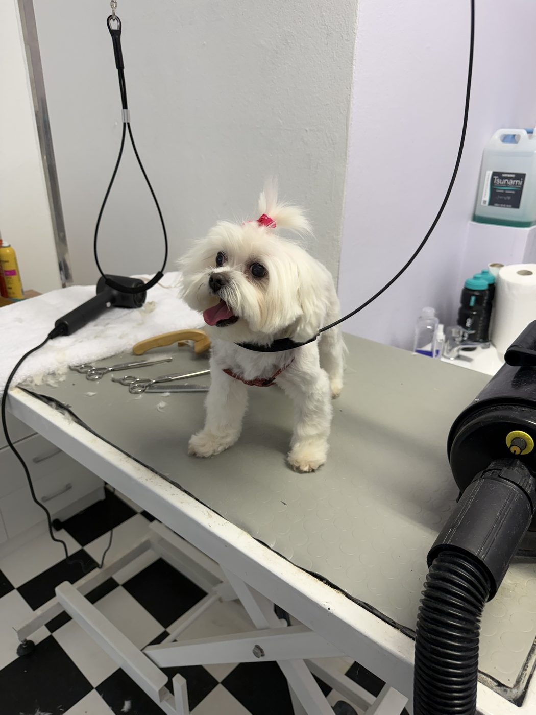 Maltese grooming