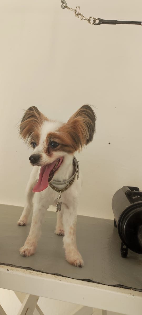 Papillon grooming