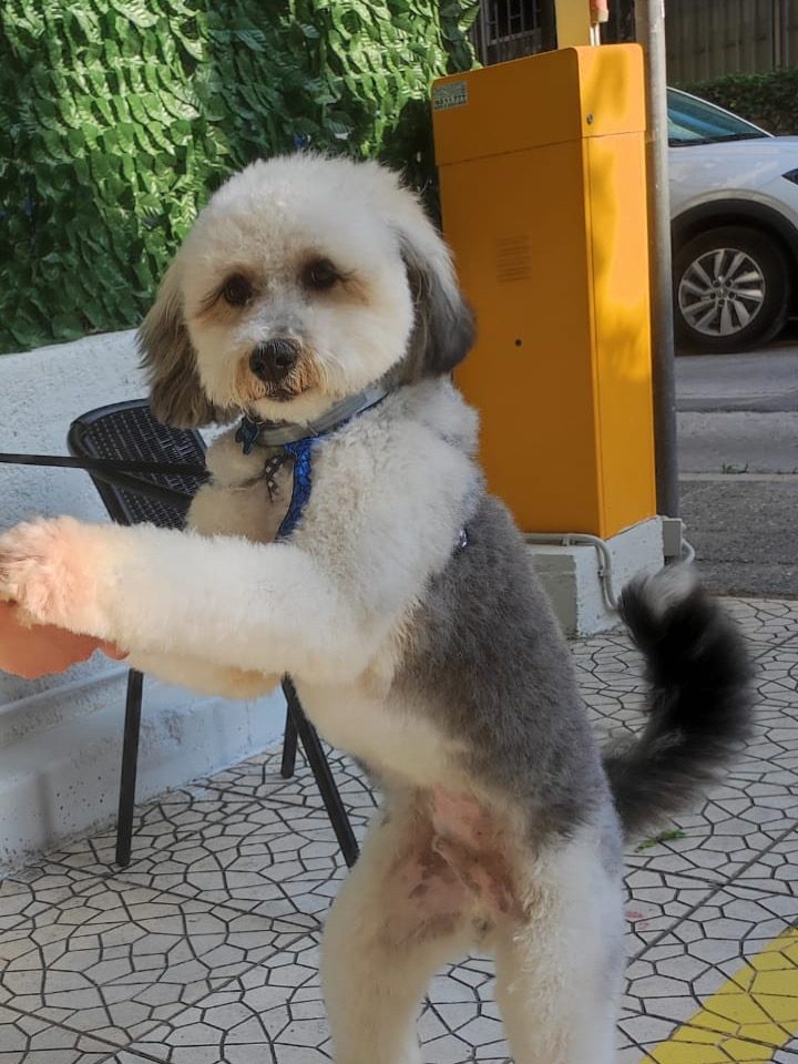 Poodle χαρούμενο