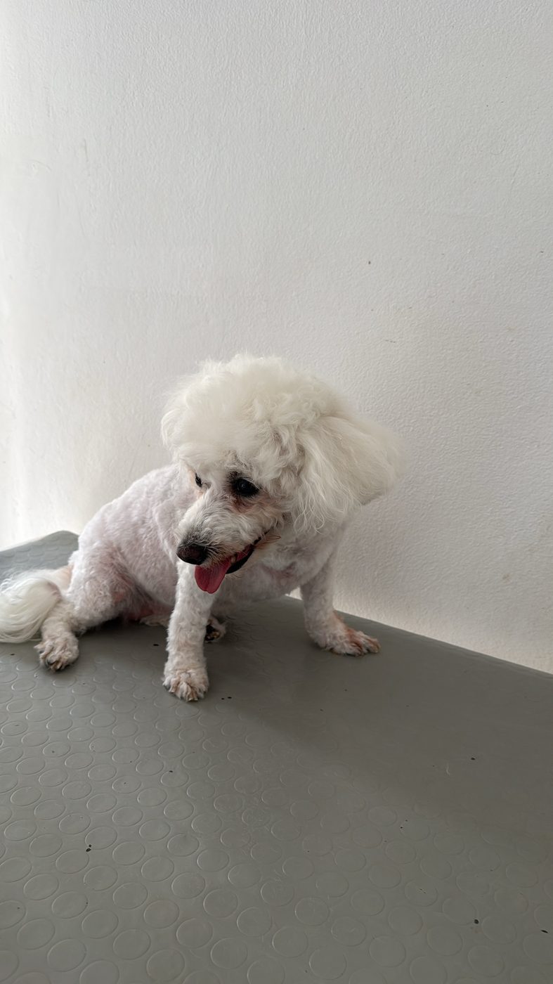 Poodle grooming