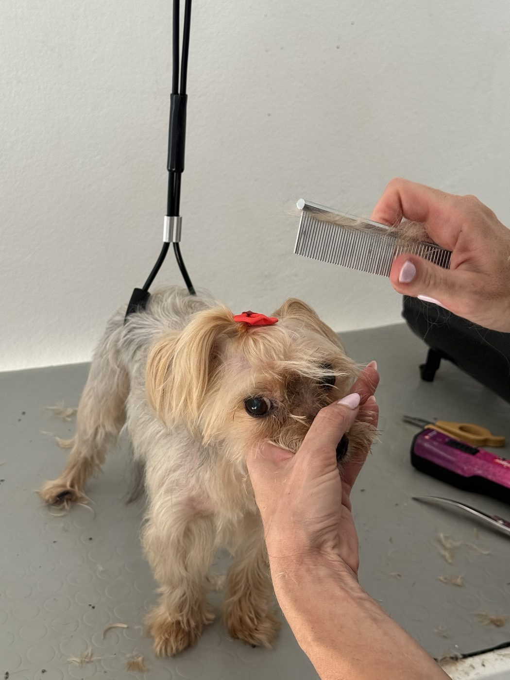 Yorkie grooming